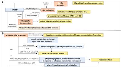 NAFLD and HBV interplay - related mechanisms underlying liver disease progression